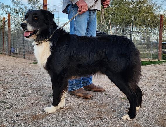 Black bi australian shepherd