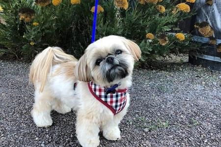At Sweetwater, all of our Shih Tzu are certified for their eyes (OFA), kidneys, teeth, heart, liver and thyroid.