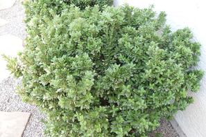 Euonymus fortunei ​