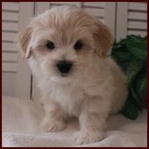 maltipoochon maltipoo puppies for sale
