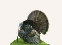 Hunting Turkey Mexico