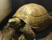 Russian Tortoise