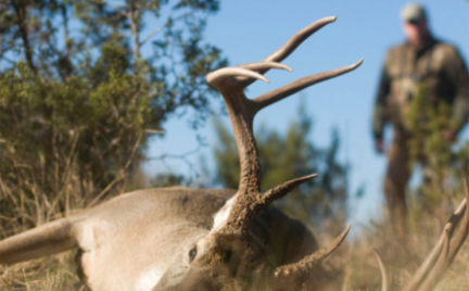 chasse-chevreuil garantie