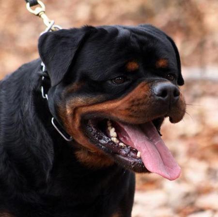 Rottweiler Puppies for Sale - Rottweiler Breeder