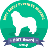 Wells' Providence ~ Voted BEST Great Pyrenees Breeder Wells' Providence Great Pyrenees AKC Livestock Guardian Dogs and puppies registered great pyrenees puppies for sale near me