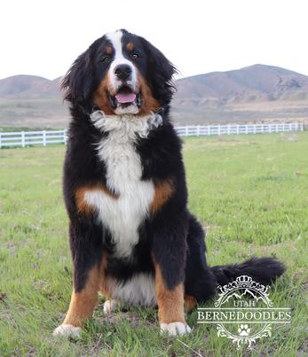 Bernese Mountain Dog