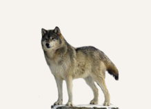 Hunting Wolf Estonia