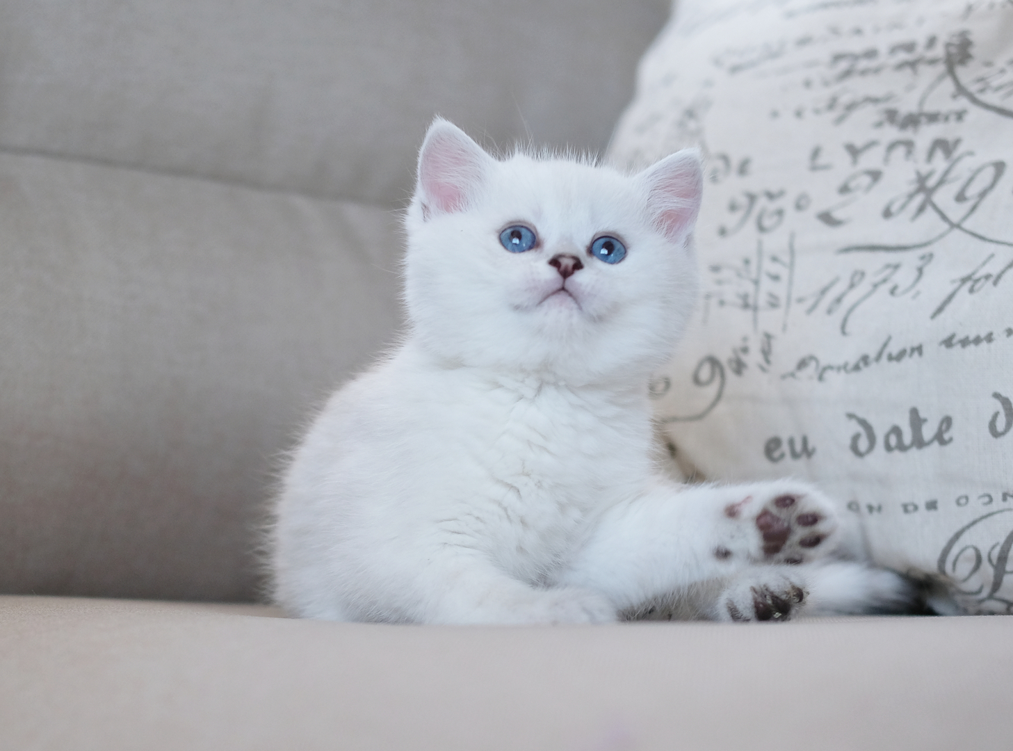 Premium Photo Portrait Of Cute White Cat British Shorthair Kitten Looking  At Camera On Domestic Looking At Banner