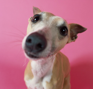 Dog looking for forever home