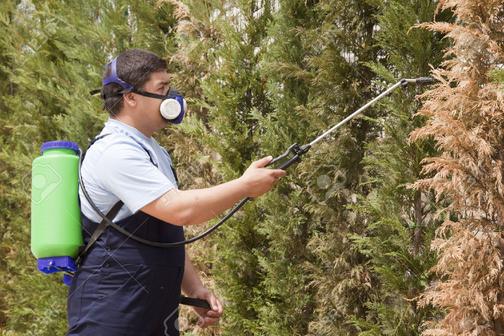BUGS AND PEST CONTROL SERVICES IN LAS VEGAS NV