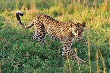 Leopard pictures from Tanzania