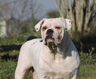 Olde English Bulldog Dams