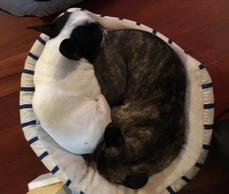 Two therapy dogs after acupuncture treatment