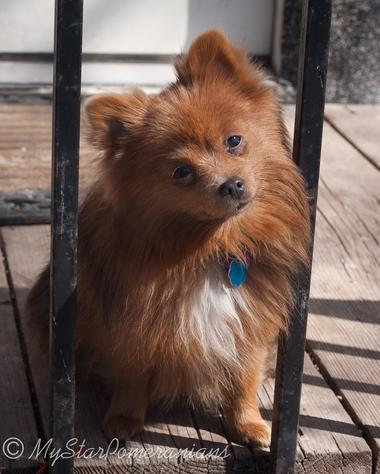 My Star Pomeranian Siri