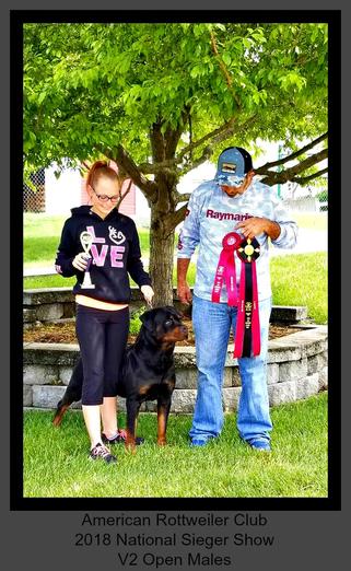 Rottweiler Puppies for Sale - Rottweiler Breeder