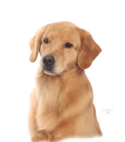 golden retriever on white background