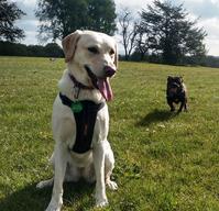 Labrador Puppy Barks In The Parks Dog Sitting