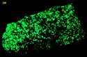 fluorescent green WILLEMITE, FRANKLINITE, CALCITE, ZINCITE - Franklin Mine, Franklin, Franklin Mining District, Sussex County, New Jersey, USA - Franklinite and Zincite type locality - for sale