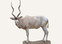 Hunting Addax Sudan