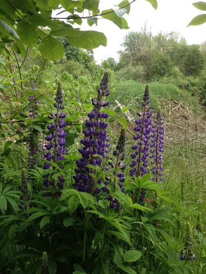 Lavender Plants