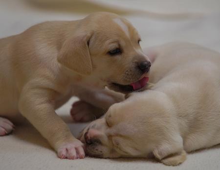 Coyote Hunting Dog Puppies