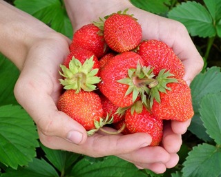 Phytonutrients in Strawberries