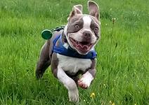 Boston Terrier puppy Doggy day care near me