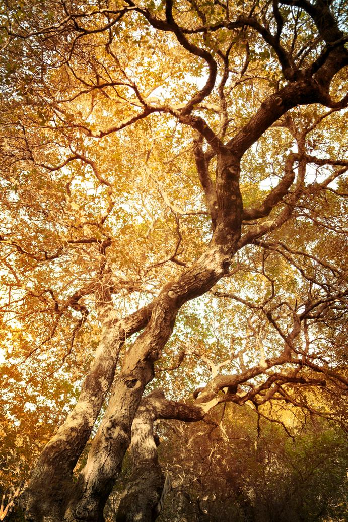 texture golden nature lovers forest landscape
