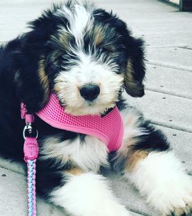 Tri color Bernedoodle Puppies