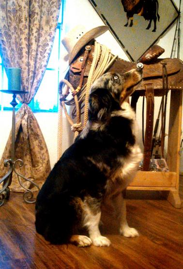 Beautiful dog breeds
