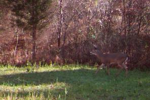 mature buck