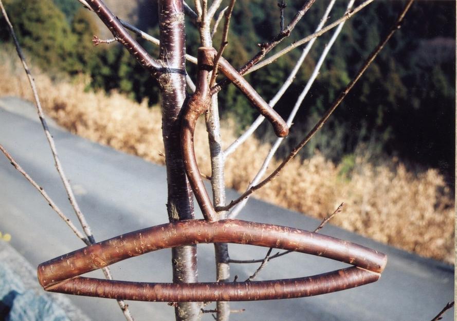 galaxistudio-functional-sculpture-yamazakura-mountain-cherry-wood-hanger-pelican