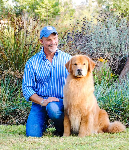 golden retriever on rock with yellow reeds behind