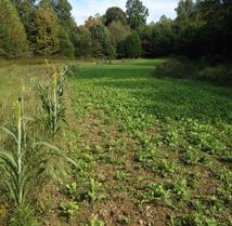 Kentucky turkey season food plot