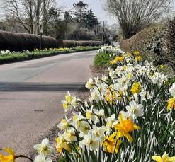 Picture of the daffodils