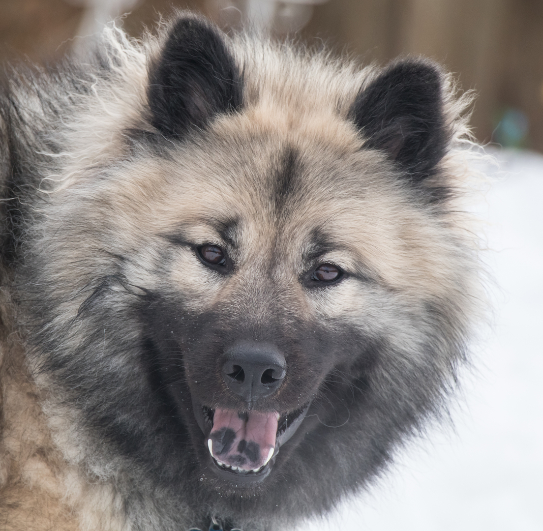 Eurasier breeders hot sale