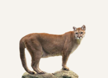 Hunting Cougar Washington