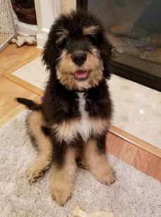 Straight haired outlet bernedoodle