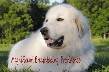 Great Pyrenees puppies ~ Wells' Providence AKC Registered Livestock Guardian Dogs and puppies