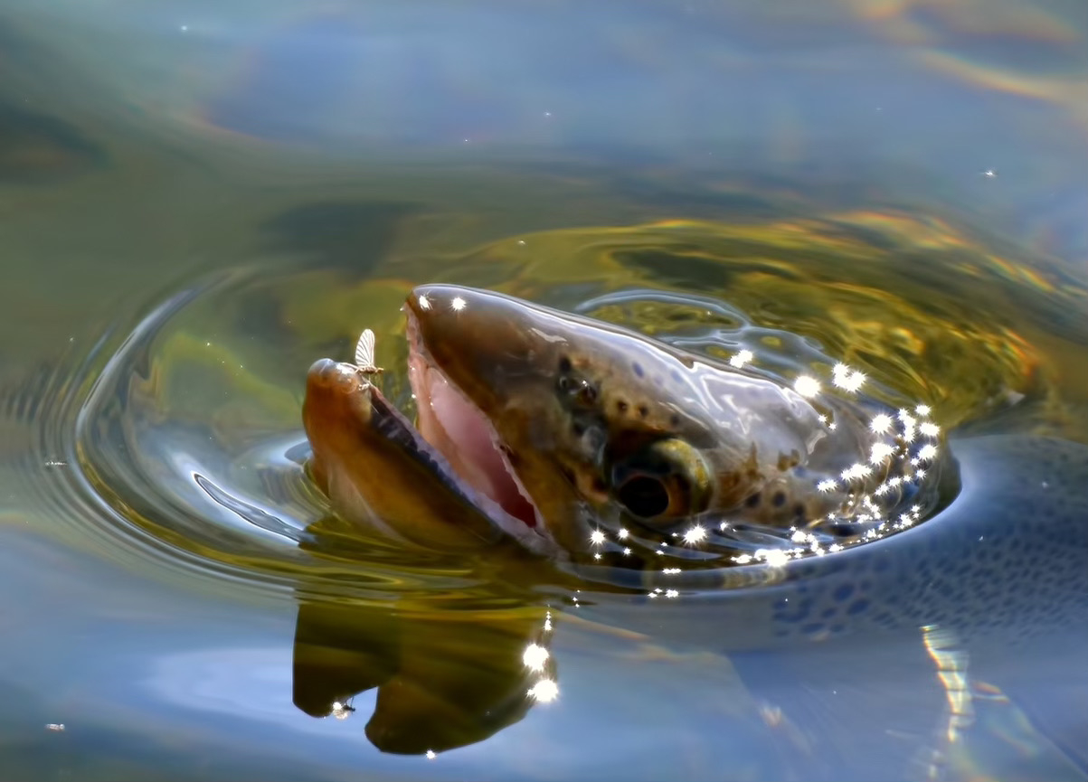 Old Moe Guide Service