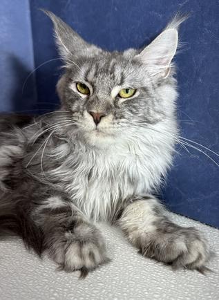 Maine Coon Kittens