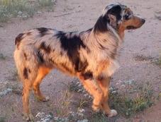 Australian shepherd