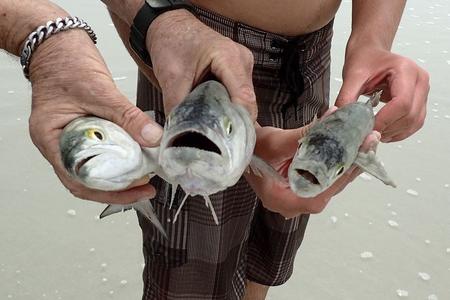 3 fish faces held by men