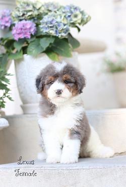 Trainedpuppy