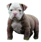 lilac fawn olde english bulldogge puppy, english bulldog puppy