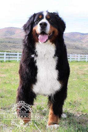 Bernese Mountain Dog