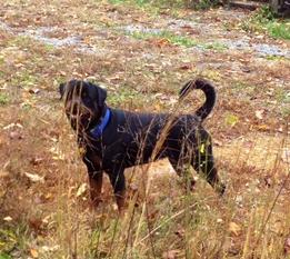 WESTERN FAMILY RANCH ROTTWEILERS for sale Buying a Puppy German AKC Middle TN Nashville Memphis ...