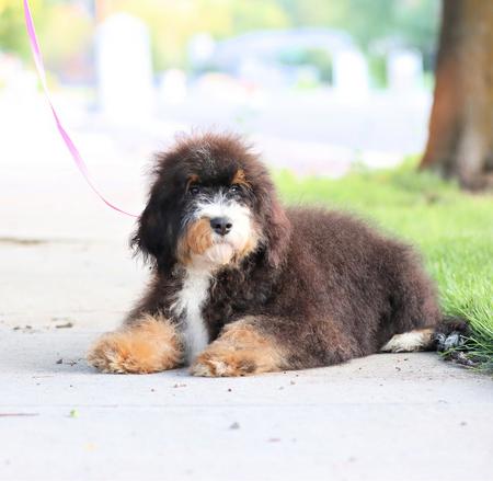 Phantom Mini Bernedoodle