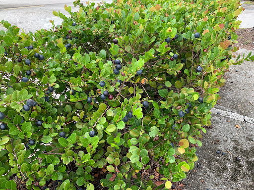 Coco Plum In The Native Plant Garden