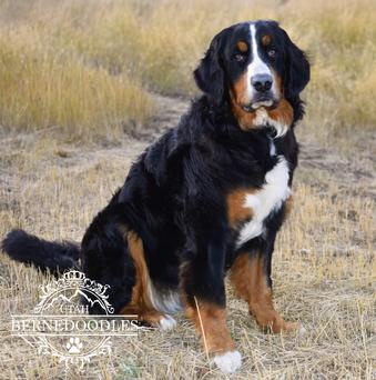 Bernese Mountain Dog Melody